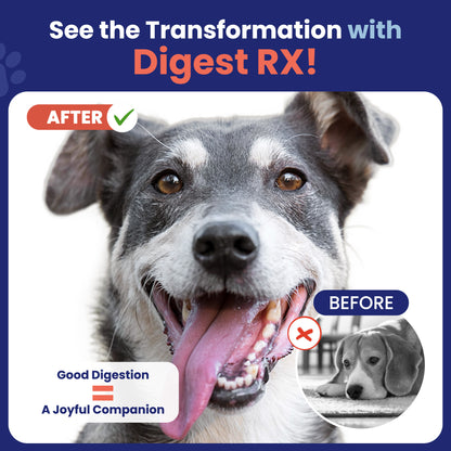 Rx-Furr Probiotics for Dogs– Gut & Immune Support